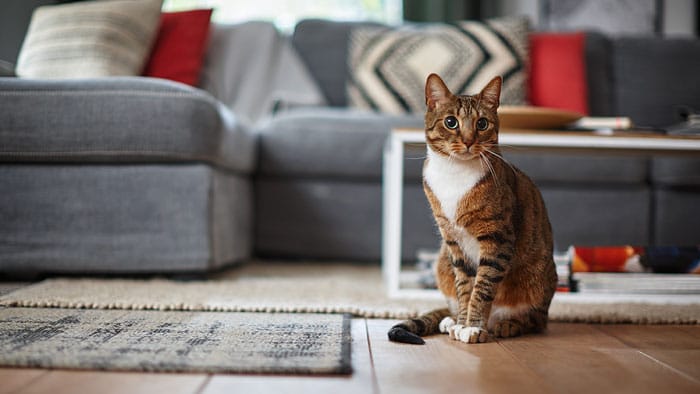 Heeft de kat overgegeven? Zo kun je kots opruimen