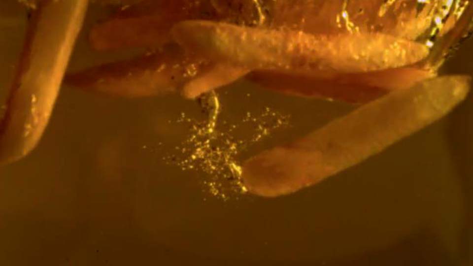 Set de petit-d&eacute;jeuner, vid&eacute;o de produit